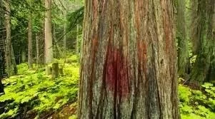 Jesus como verme no Salmo 22 4 Coccus ilicis